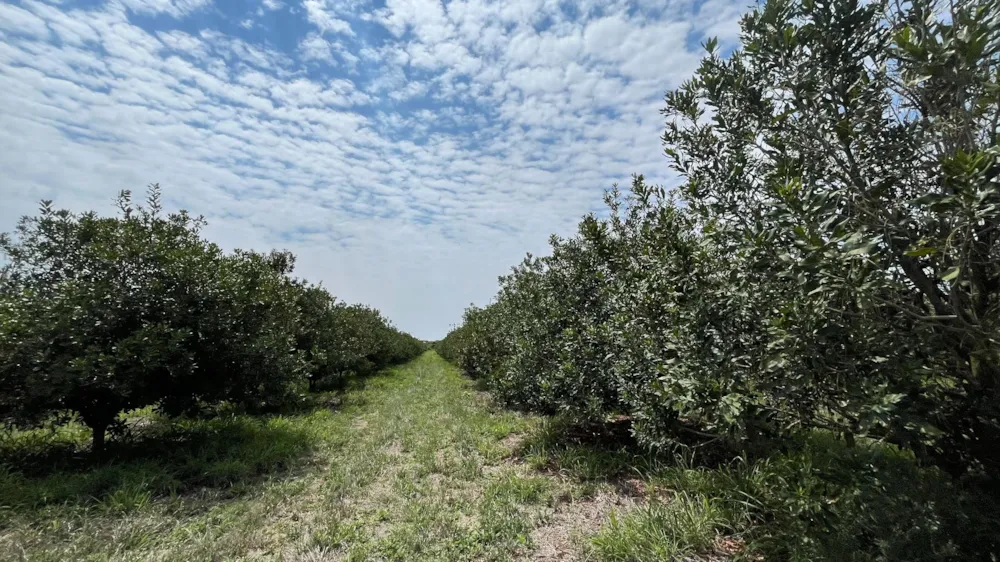 Nut farm for sale in Dendron - 1PS1723071 Nut farm for sale in Dendron - 1PS1723071