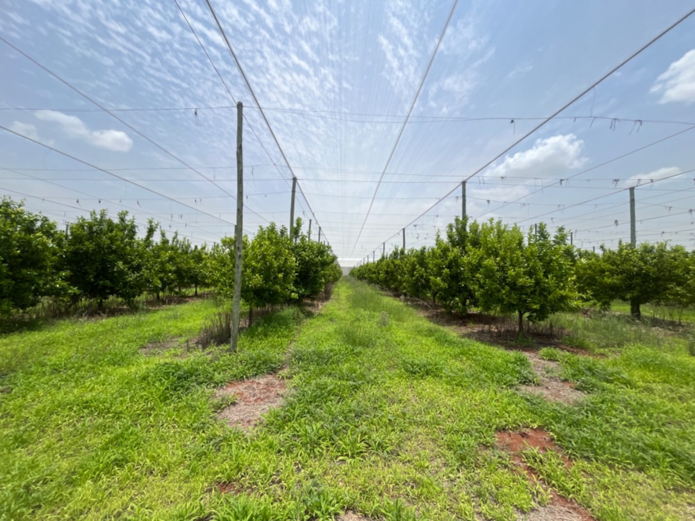 Citrus farm for sale in Alldays - 1PS1723951