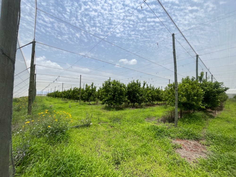Citrus farm for sale in Alldays - 1PS1723951