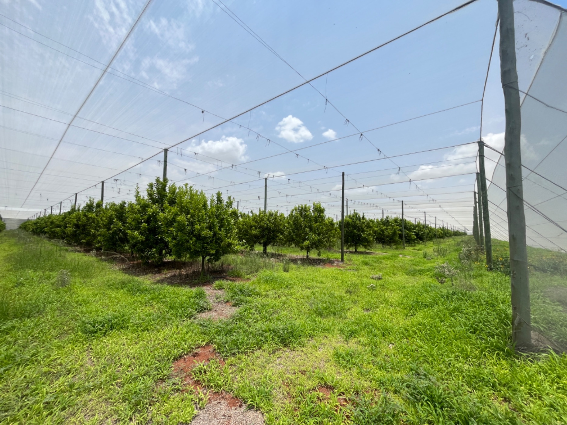 Citrus farm for sale in Alldays - 1PS1723951
