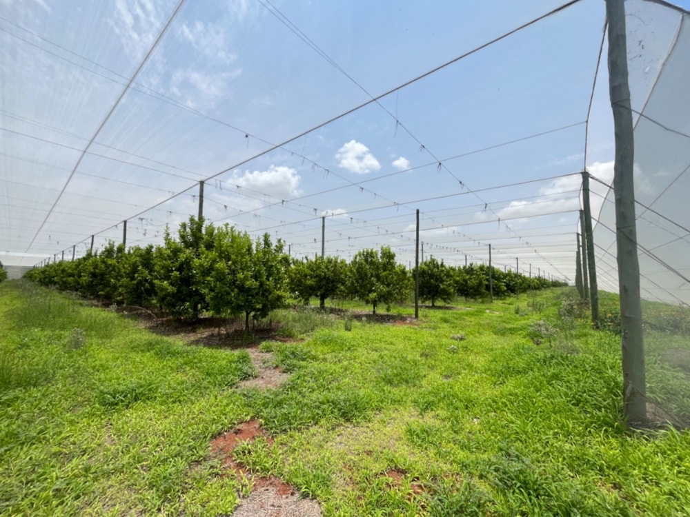 Citrus farm for sale in Alldays - 1PS1723951