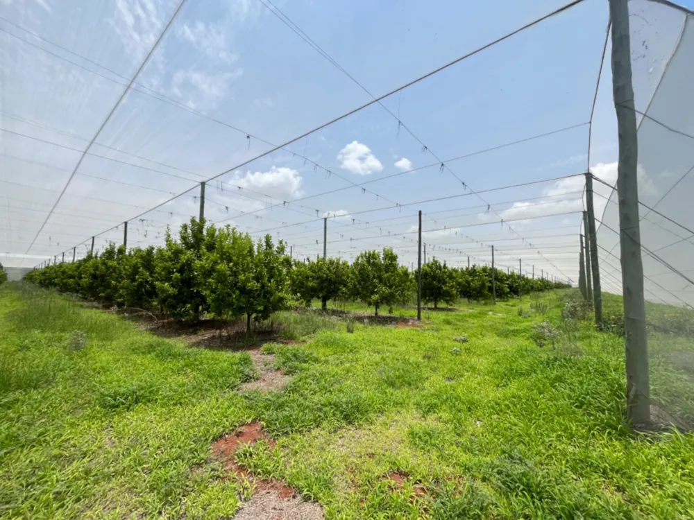 Citrus farm for sale in Alldays - 1PS1723951 Citrus farm for sale in Alldays - 1PS1723951
