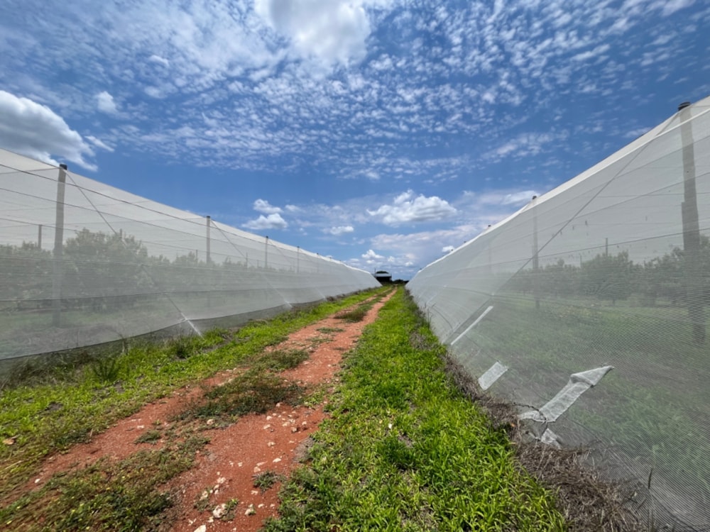 Citrus farm for sale in Alldays - 1PS1723951