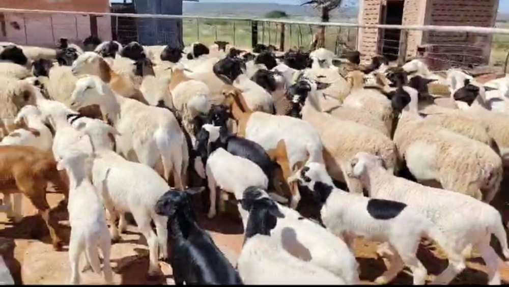 Livestock farm for sale in Groblershoop - 1KAH1723303 Livestock farm for sale in Groblershoop - 1KAH1723303