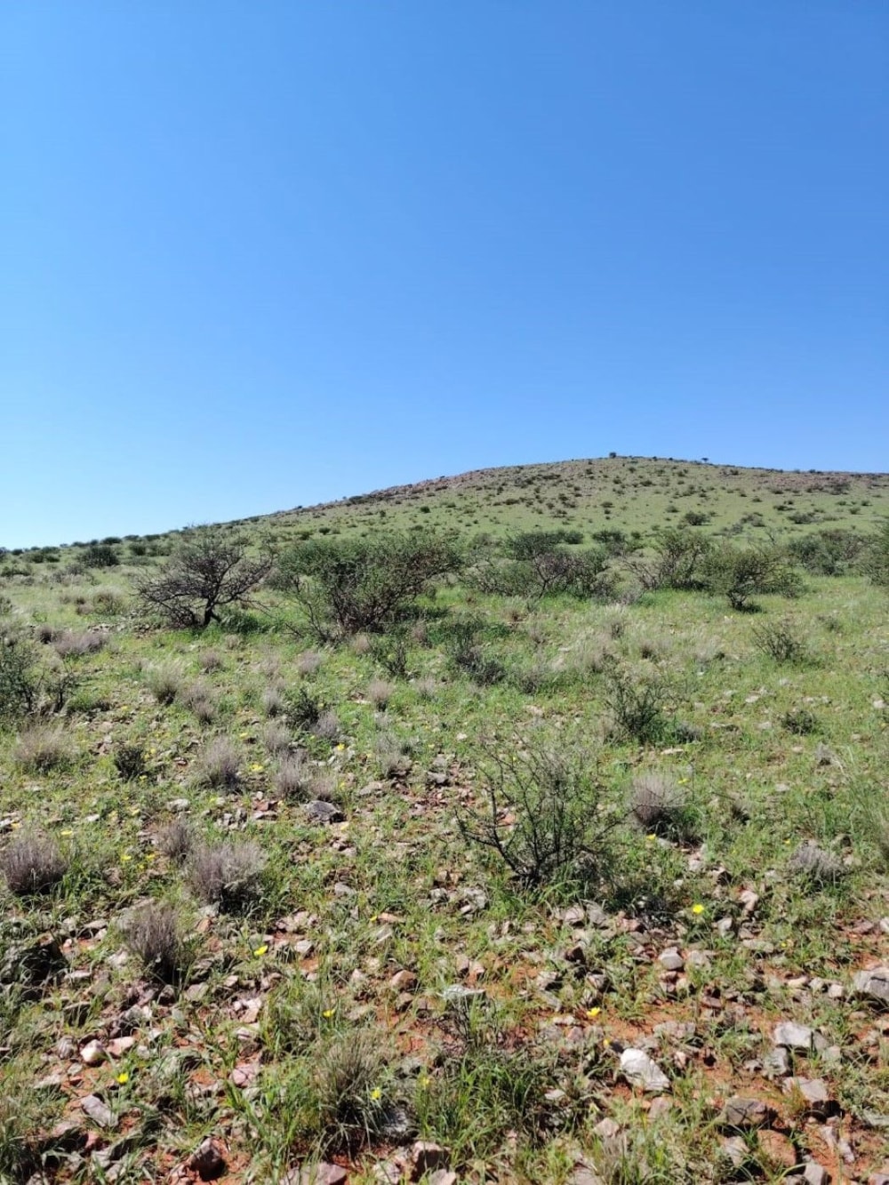 Livestock farm for sale in Groblershoop - 1KAH1723303 Livestock farm for sale in Groblershoop - 1KAH1723303