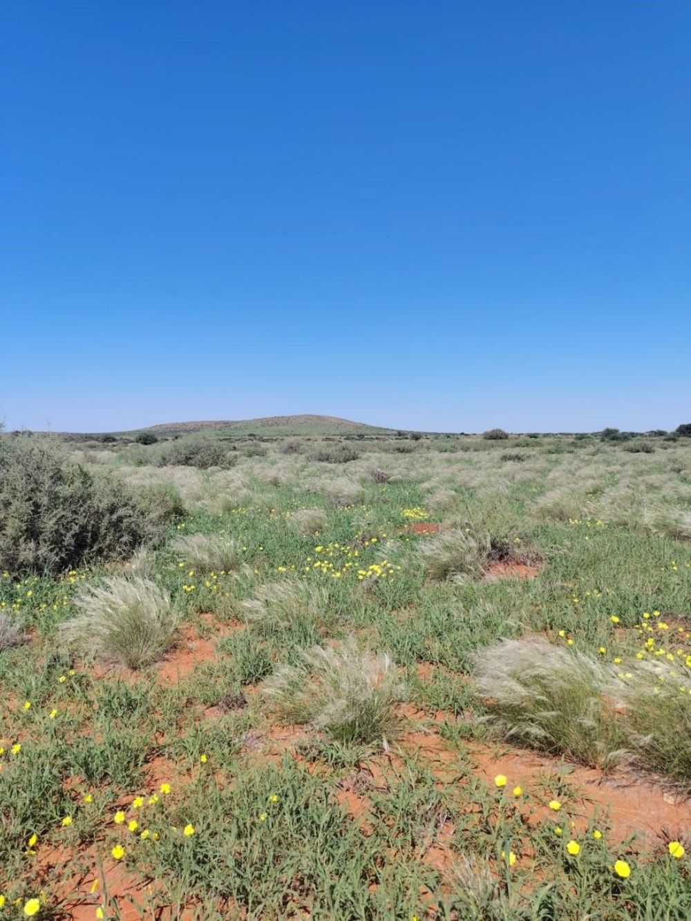 Livestock farm for sale in Groblershoop - 1KAH1723303 Livestock farm for sale in Groblershoop - 1KAH1723303