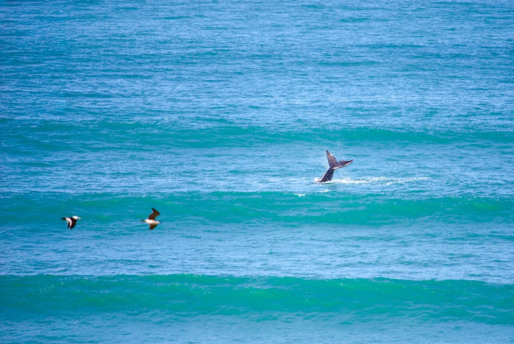 Double-storey house for sale in Dwarswegstrand - 1MB1512098