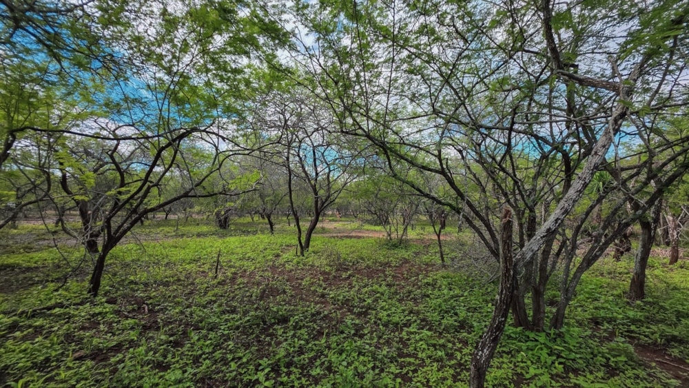 Vacant land for sale in Marloth Park - 1NK1723635 Vacant land for sale in Marloth Park - 1NK1723635