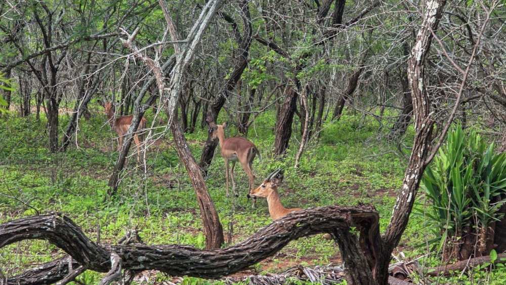 Vacant land for sale in Marloth Park - 1NK1723635 Vacant land for sale in Marloth Park - 1NK1723635