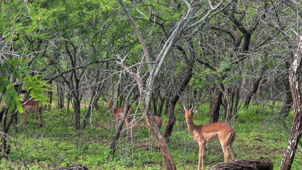 Vacant land for sale in Marloth Park - 1NK1723635 Vacant land for sale in Marloth Park - 1NK1723635