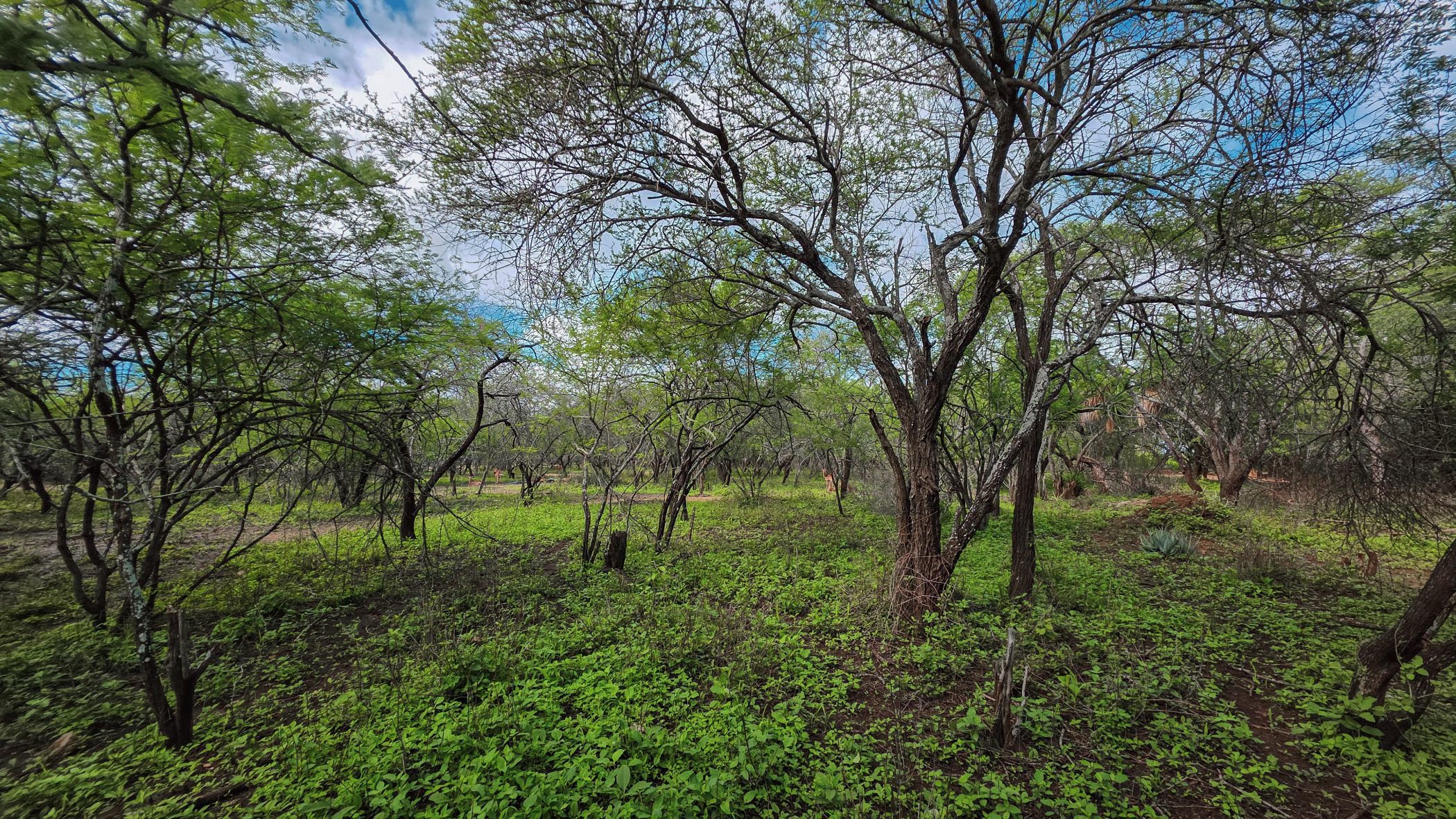 Vacant land for sale in Marloth Park - 1NK1723635