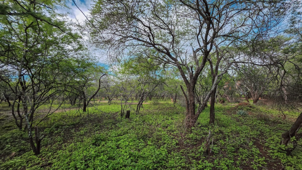 Vacant land for sale in Marloth Park - 1NK1723635 Vacant land for sale in Marloth Park - 1NK1723635