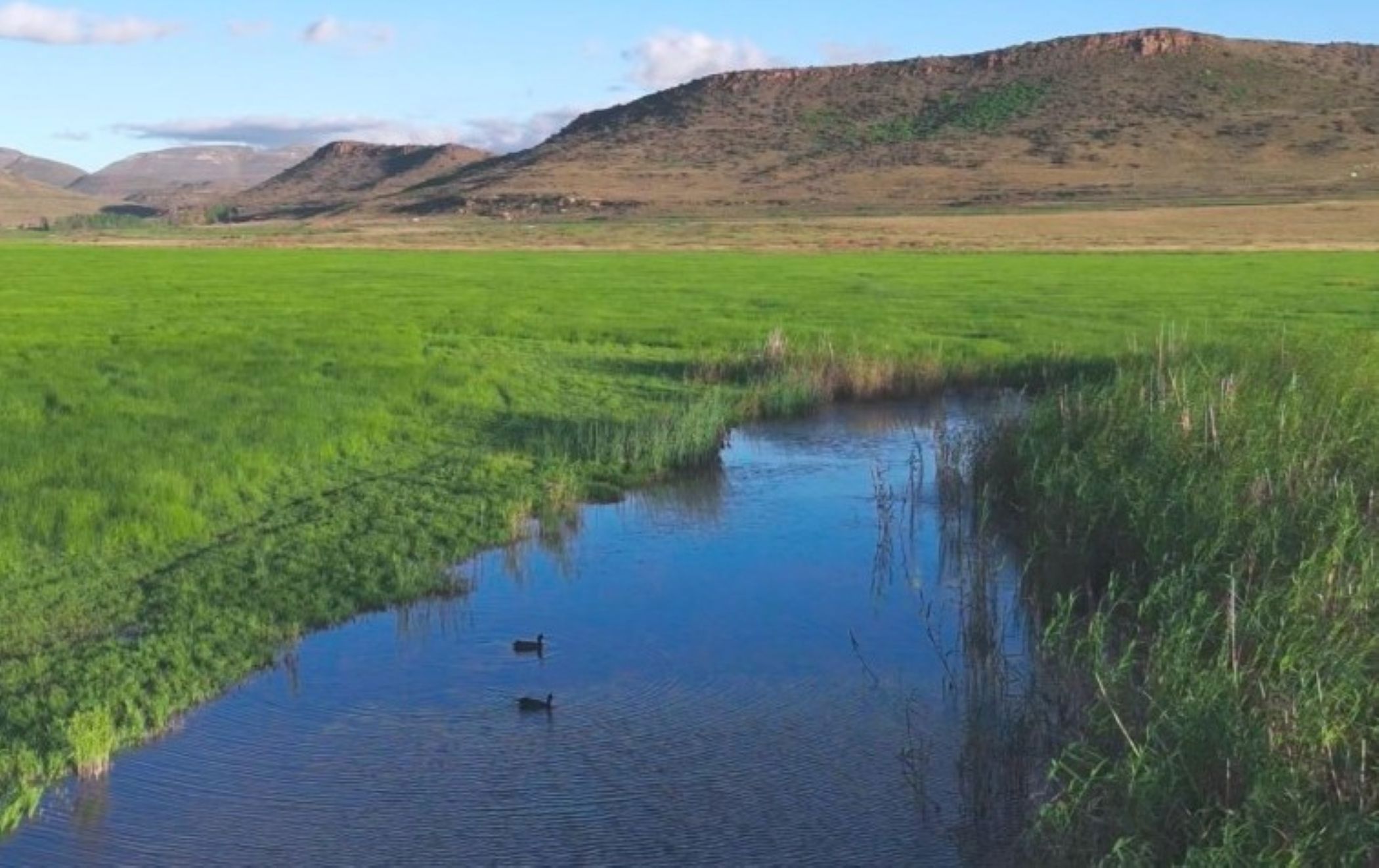 Livestock farm for sale in Dordrecht - 1MH1683818