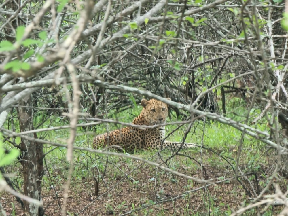 Game farm for sale in Mica - 1HS1714852