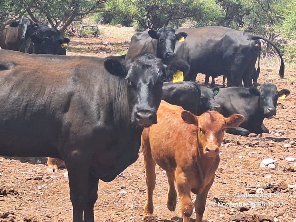 Livestock farm for sale in Douglas Rural - 1KJ1723871