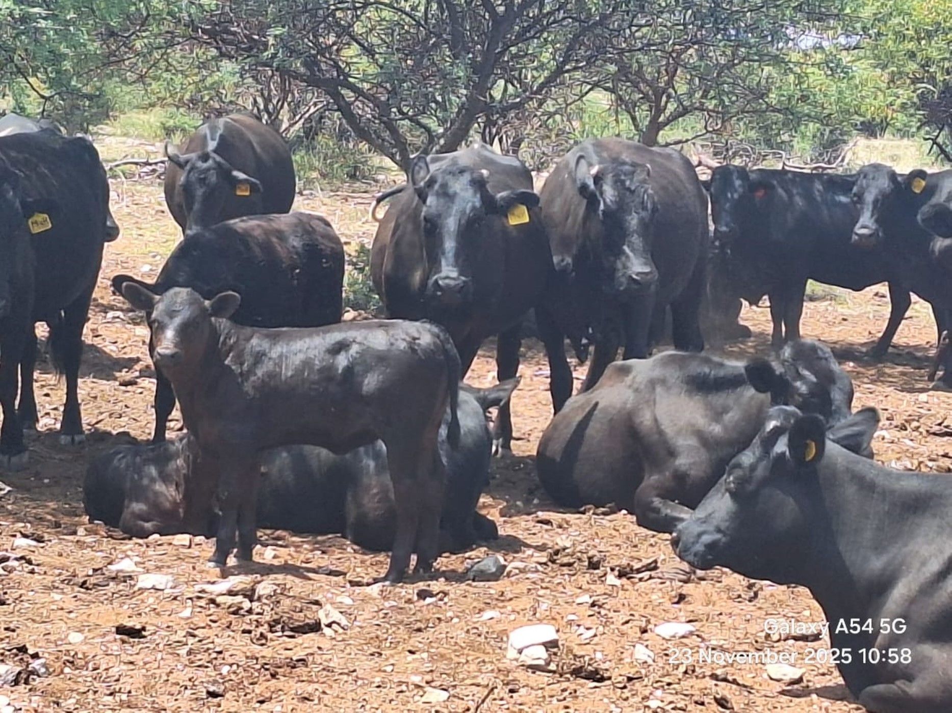 Livestock farm for sale in Douglas Rural - 1KJ1723871