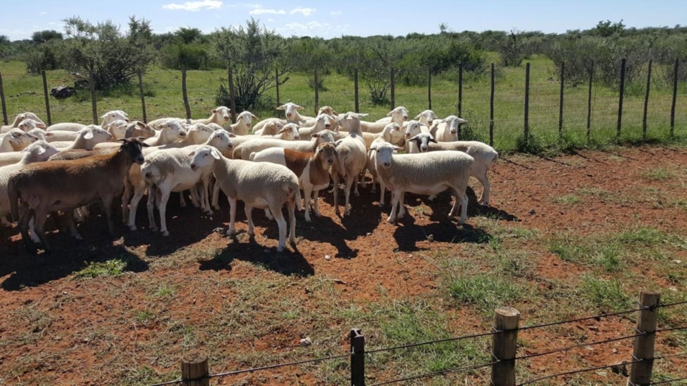 Livestock farm for sale in Douglas Rural - 1KJ1723871 Livestock farm for sale in Douglas Rural - 1KJ1723871