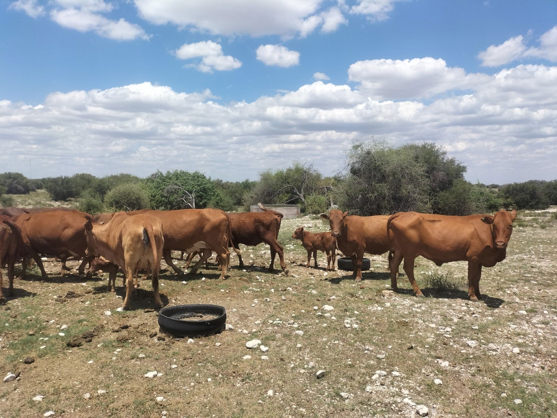 Livestock farm for sale in Douglas Rural - 1KJ1723871