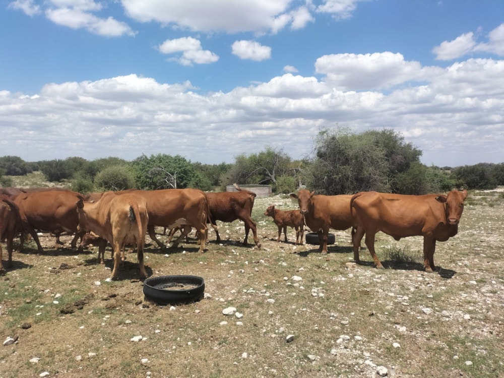 Livestock farm for sale in Douglas Rural - 1KJ1723871