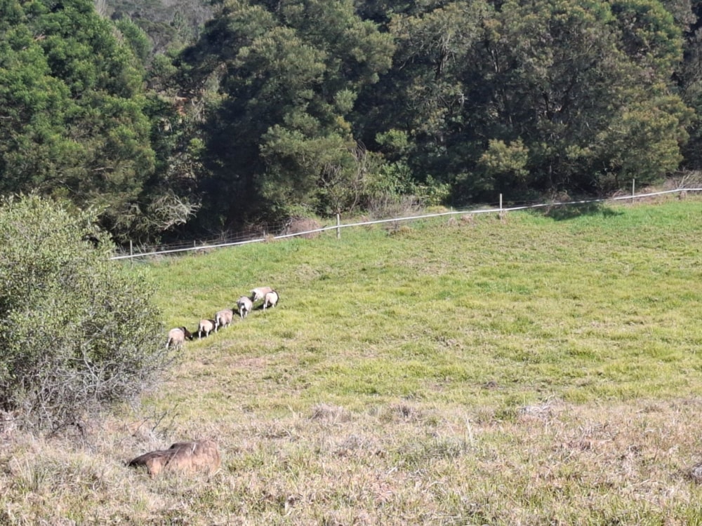 Breeding farm for sale in Riversdale Rural - 1SR1723726