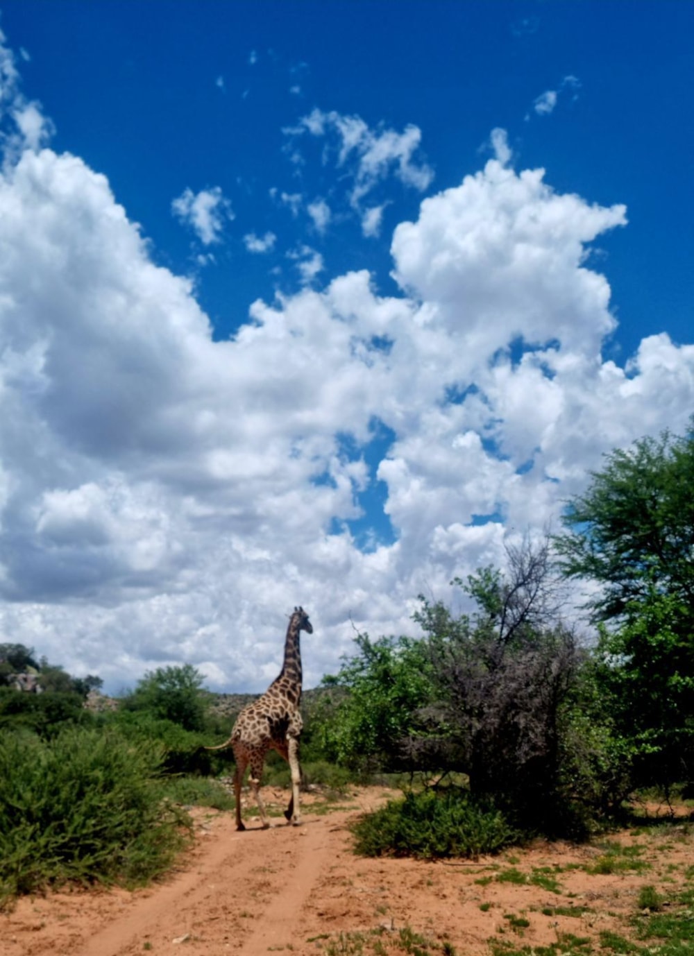 Farm vacant land for sale in Olifantshoek - 1RN1724222 Farm vacant land for sale in Olifantshoek - 1RN1724222