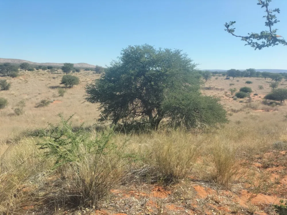 Livestock farm for sale in Groblershoop Farms - 1KAH1724223 Livestock farm for sale in Groblershoop Farms - 1KAH1724223