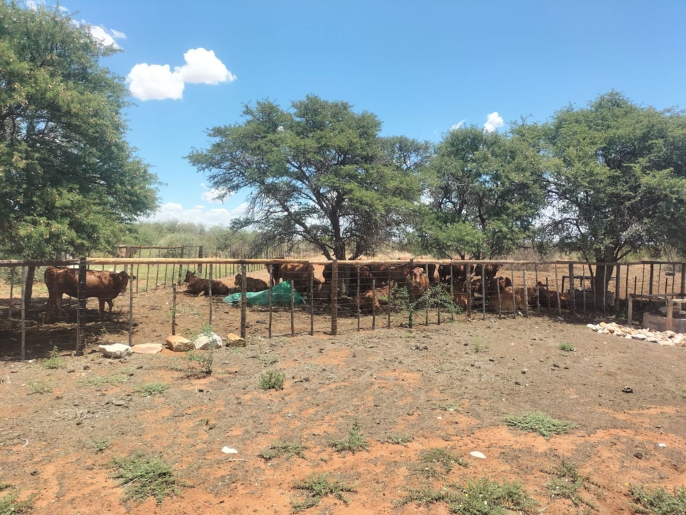 Livestock farm for sale in Kalahari, Northern Cape - 1KAH1724236 Livestock farm for sale in Kalahari, Northern Cape - 1KAH1724236