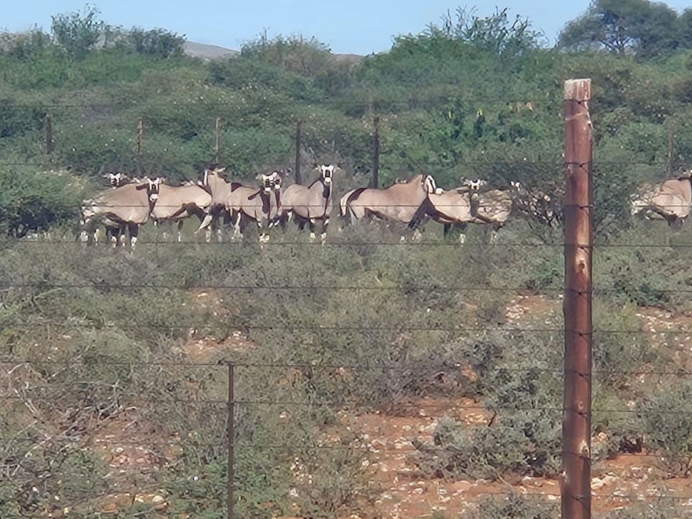 Livestock farm for sale in Groblershoop Farms - 1KAH1724236