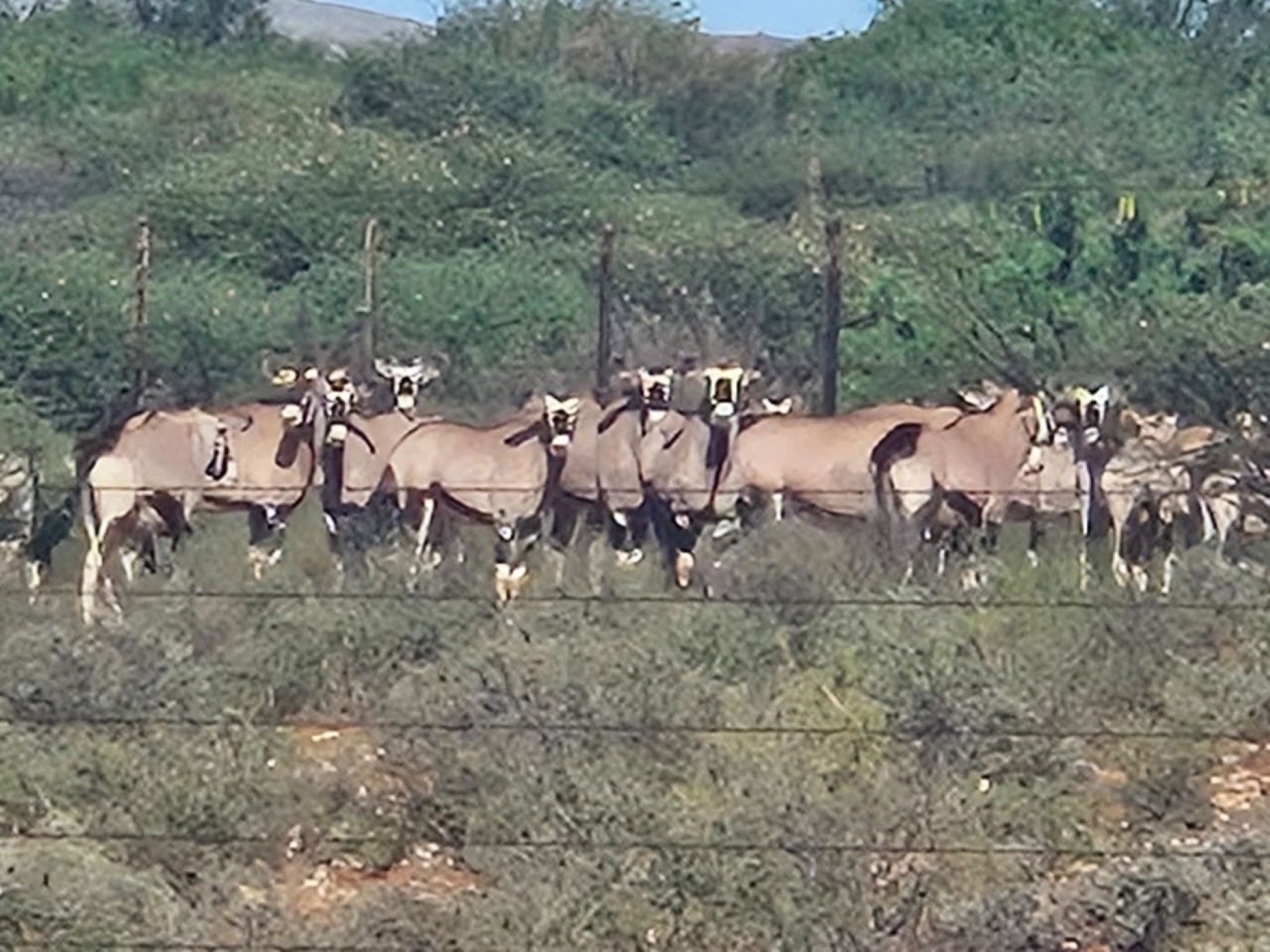 Livestock farm for sale in Groblershoop Farms - 1KAH1724236