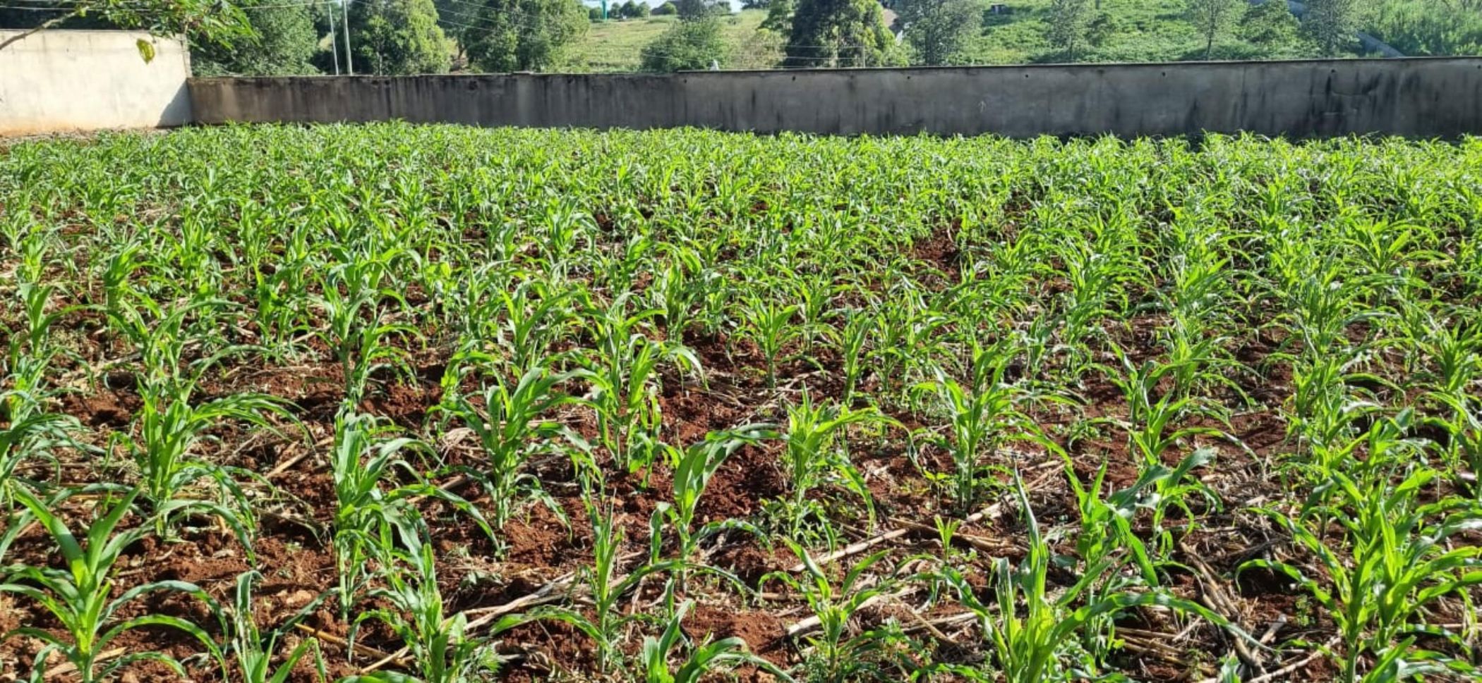 Vacant land for sale in Nyari, Kenya - 3KE1724324