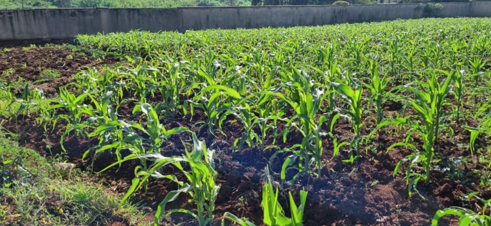 Vacant land for sale in Nyari, Kenya - 3KE1724324 Vacant land for sale in Nyari, Kenya - 3KE1724324