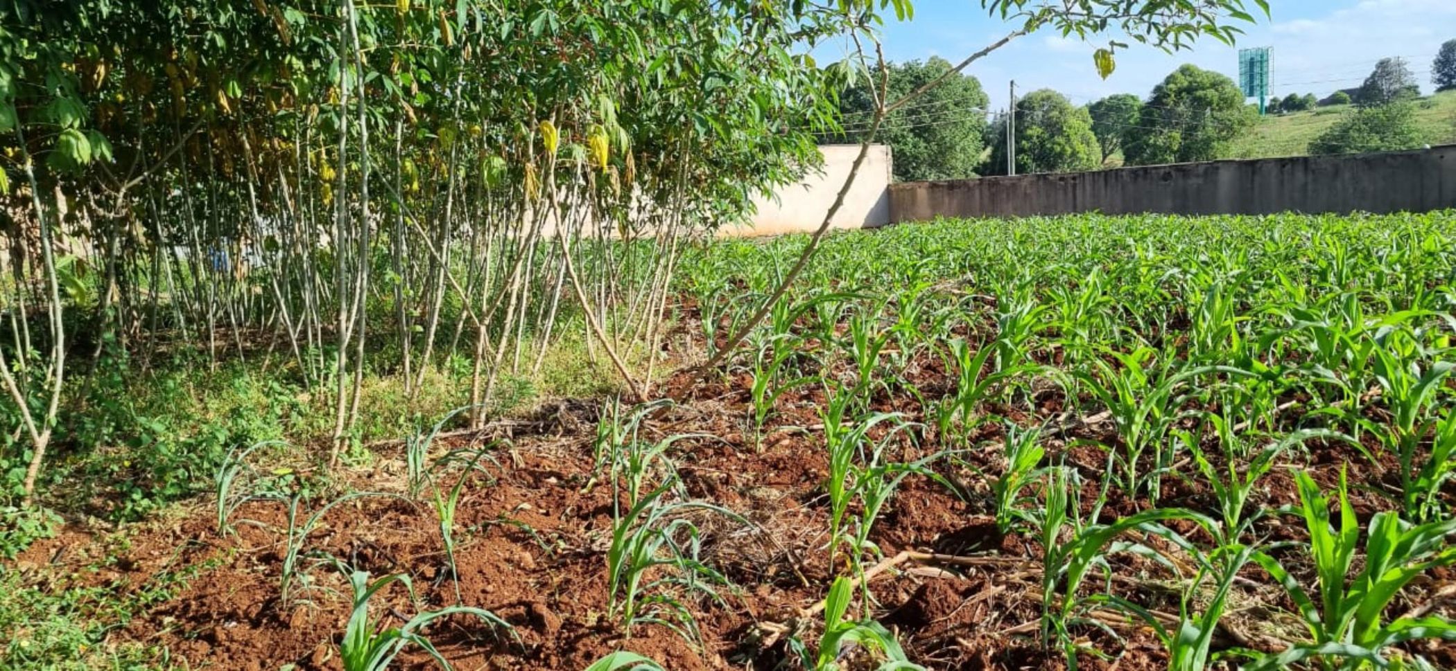 Vacant land for sale in Nyari, Kenya - 3KE1724324