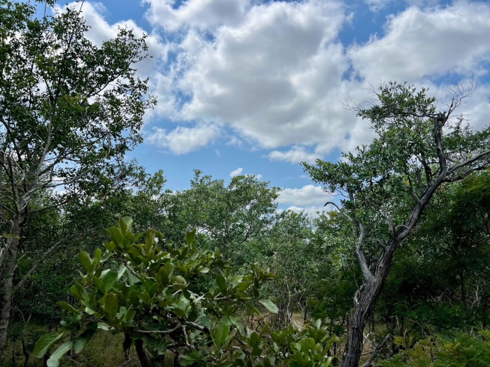 Vacant land for sale in Moditlo Nature Reserve - 1HS1724322 Vacant land for sale in Moditlo Nature Reserve - 1HS1724322