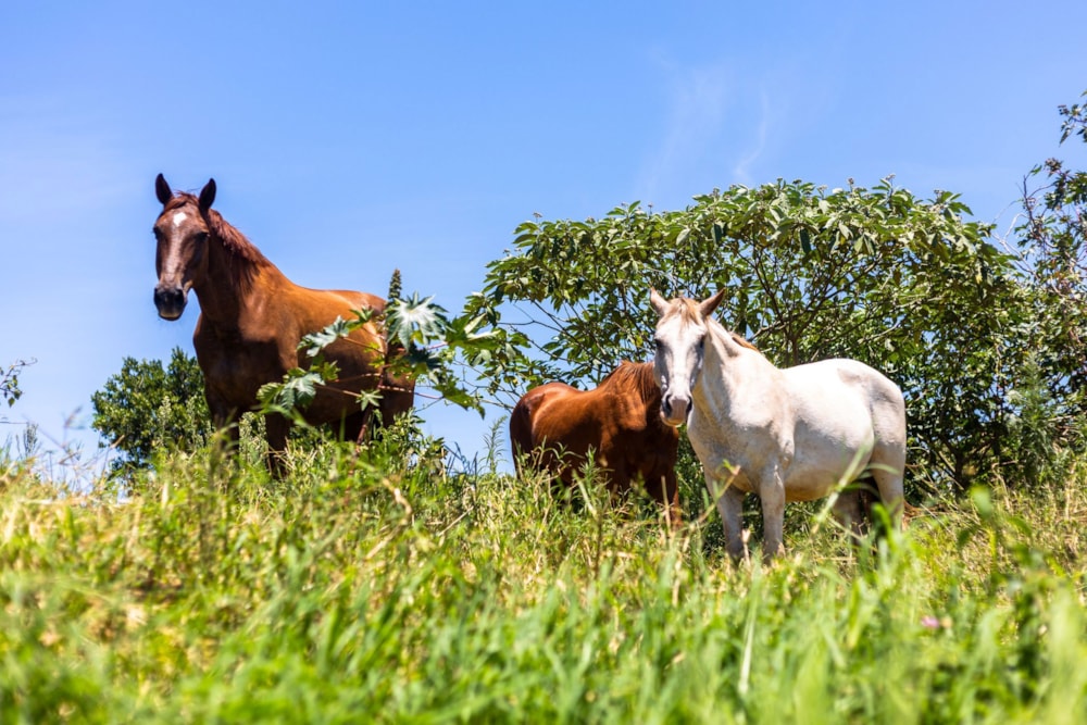 Residential vacant land for sale in Seaton Estate - 1BD1724624