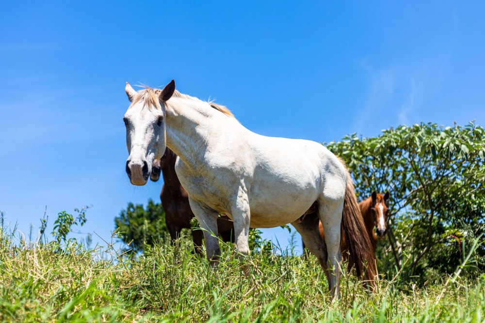 Residential vacant land for sale in Seaton Estate - 1BD1724621
