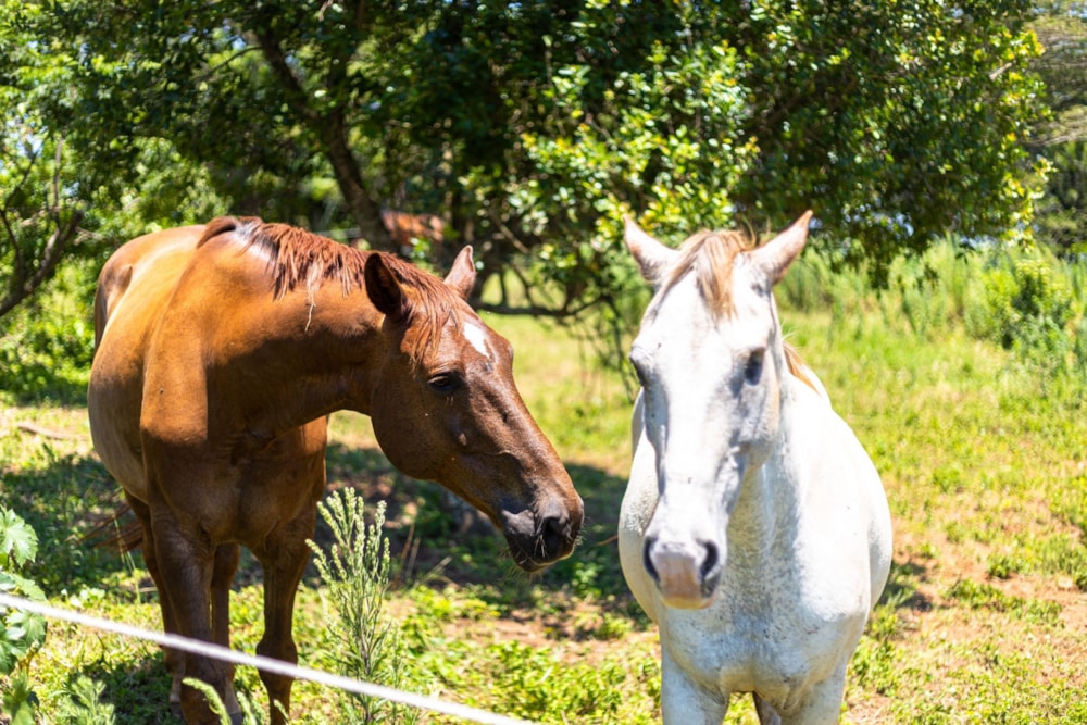 Residential vacant land for sale in Seaton Estate - 1BD1724618