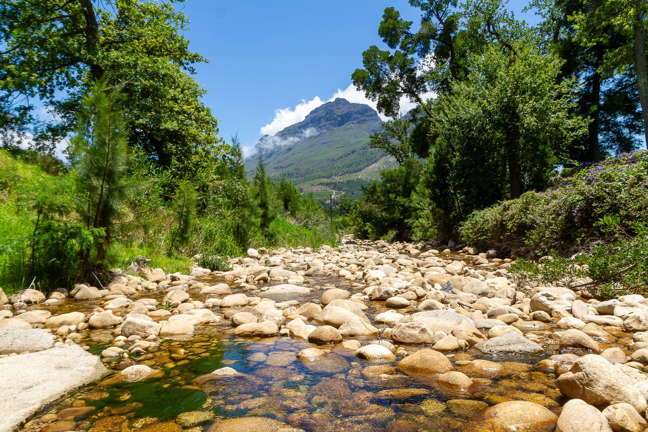 Wine farm for sale in Stellenbosch Farms - ST1724713