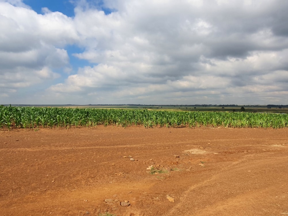 Maize farm for sale in Vanderbijlpark - 1VT1724942