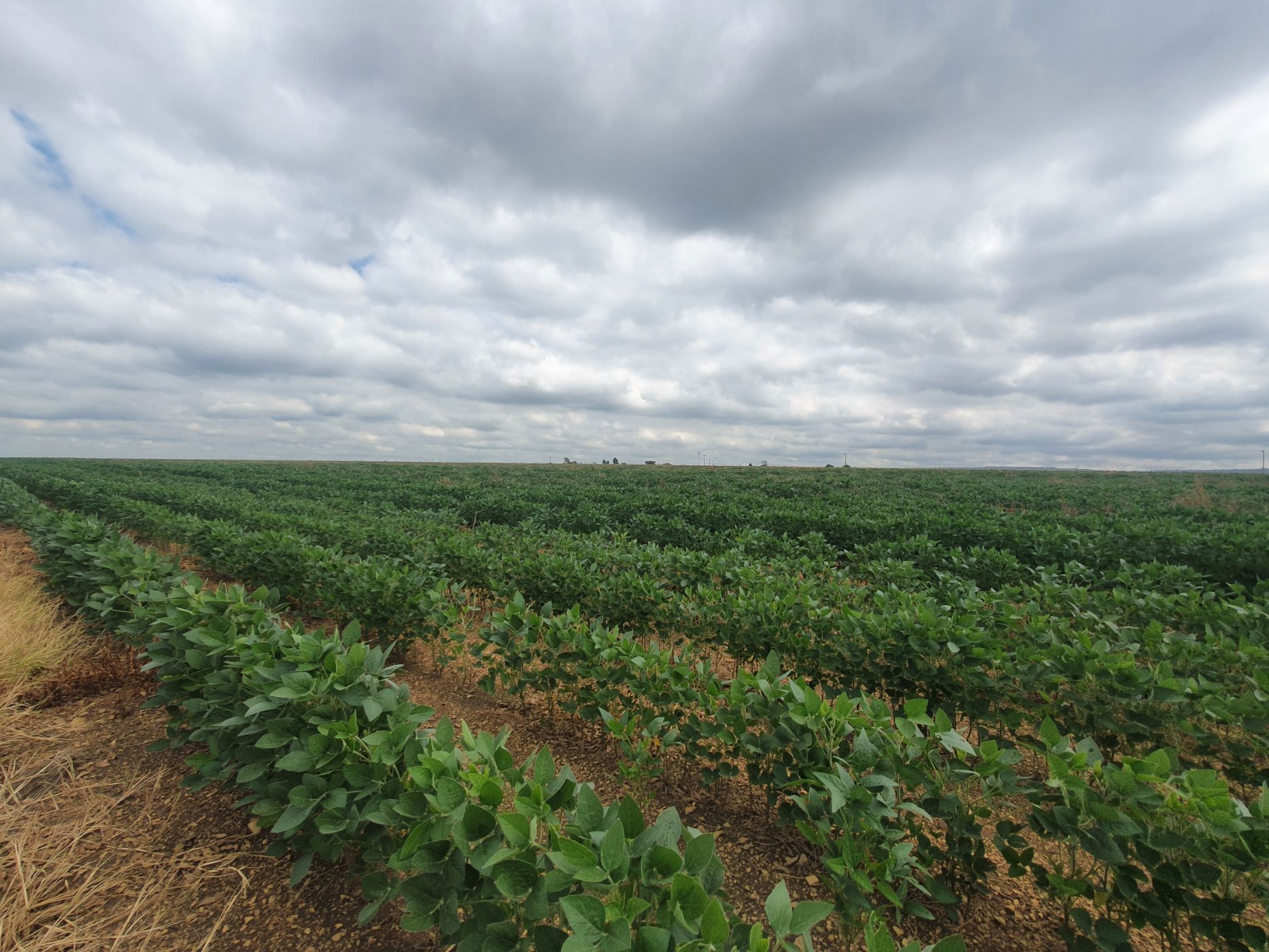 Maize farm for sale in Vanderbijlpark - 1VT1724942