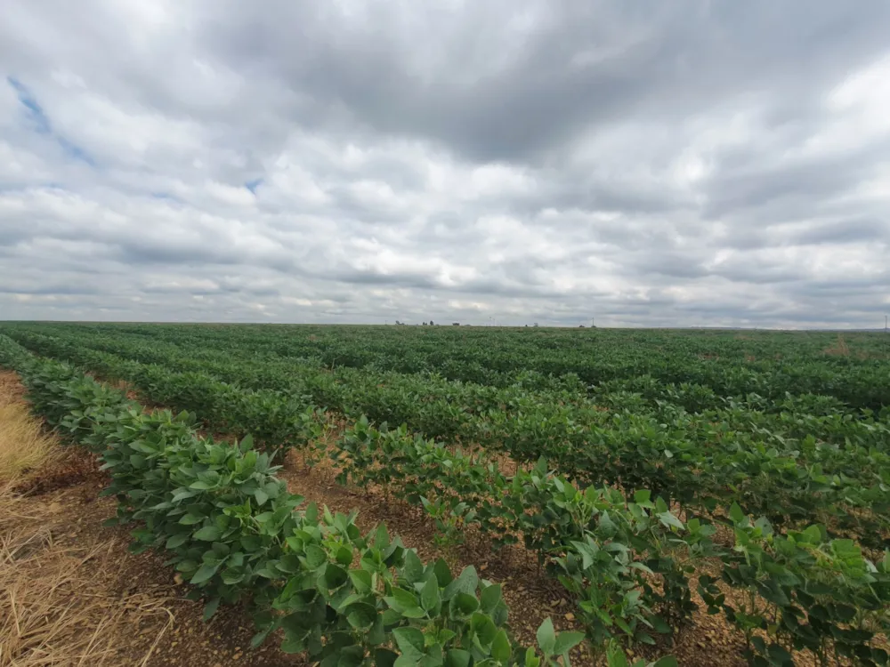 Maize farm for sale in Vanderbijlpark - 1VT1724942 Maize farm for sale in Vanderbijlpark - 1VT1724942