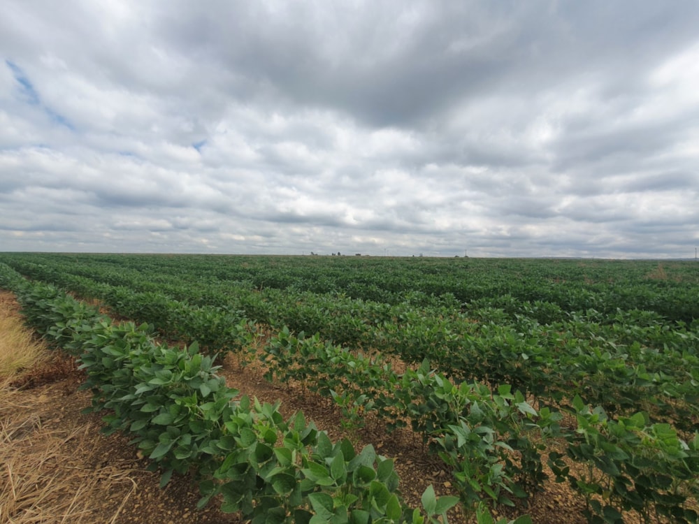 Maize farm for sale in Vanderbijlpark - 1VT1724942