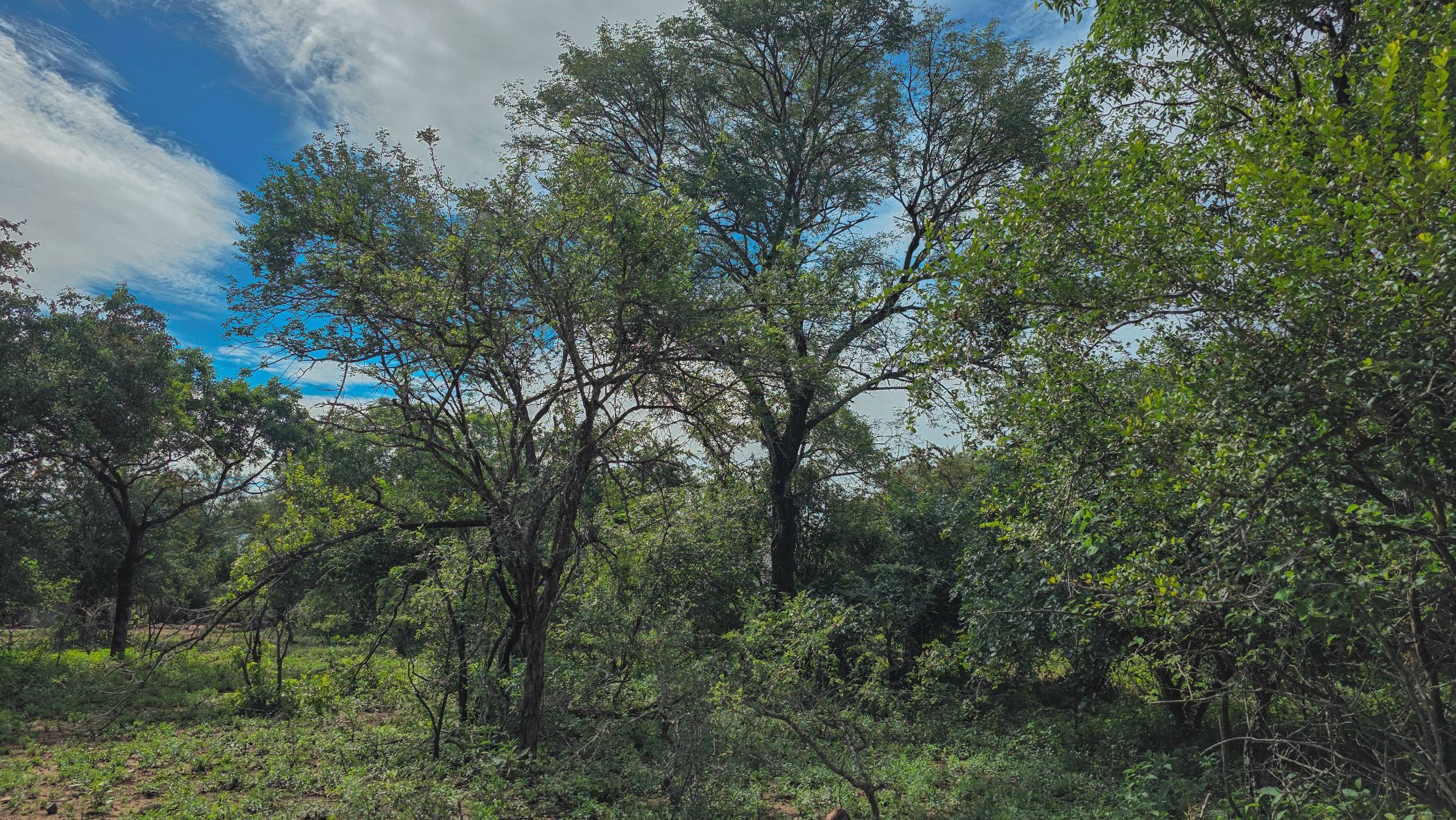 Vacant land for sale in Marloth Park - 1NK1727784