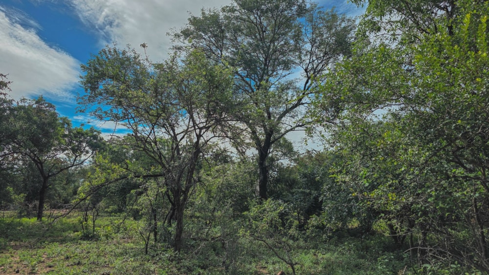 Vacant land for sale in Marloth Park - 1NK1727784 Vacant land for sale in Marloth Park - 1NK1727784