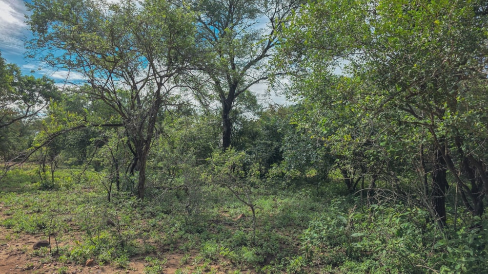 Vacant land for sale in Marloth Park - 1NK1727784 Vacant land for sale in Marloth Park - 1NK1727784