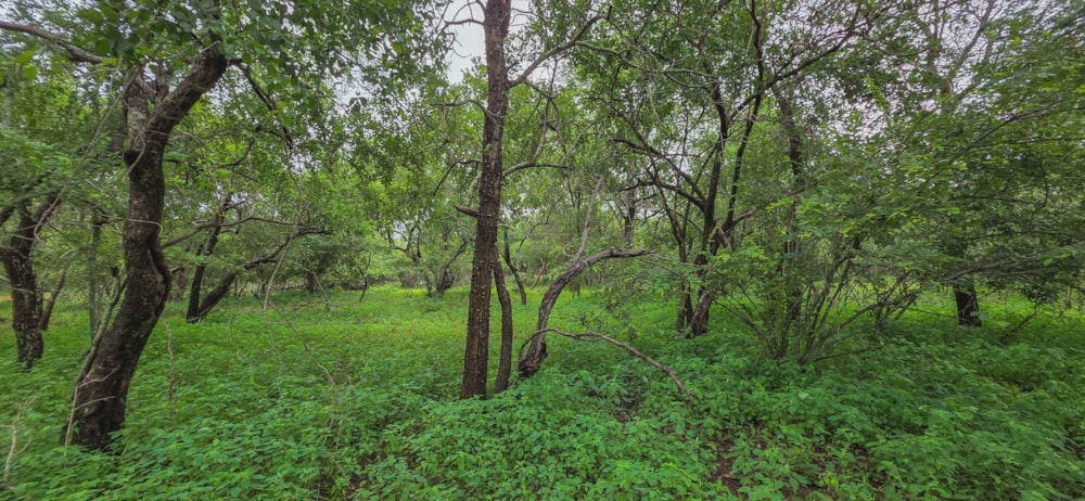 Vacant land for sale in Marloth Park - 1NK1726296 Vacant land for sale in Marloth Park - 1NK1726296