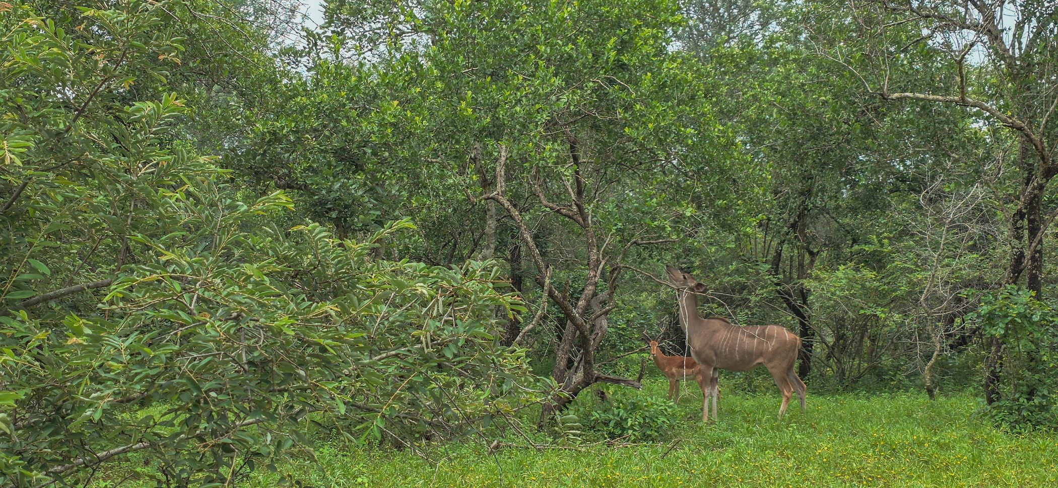 Vacant land for sale in Marloth Park - 1NK1726296