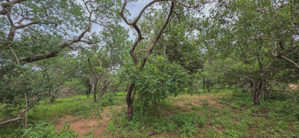 Vacant land for sale in Marloth Park - 1NK1726296 Vacant land for sale in Marloth Park - 1NK1726296