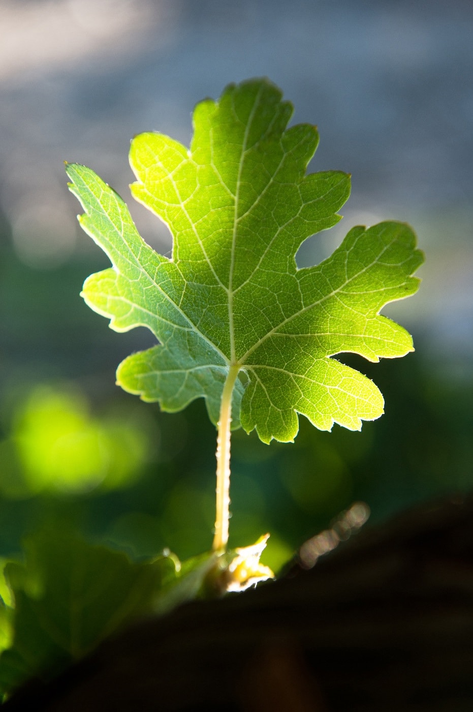 Wine farm for sale in Stellenbosch Farms - ST1687770 Wine farm for sale in Stellenbosch Farms - ST1687770