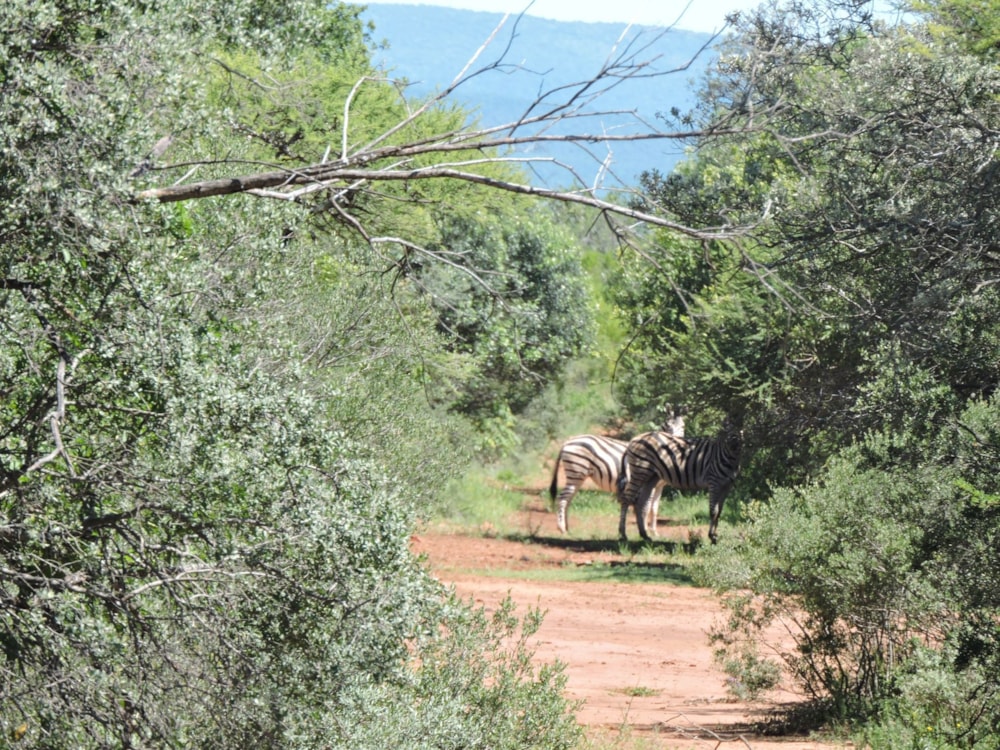 Livestock farm for sale in Groot Marico - 1RU1725851