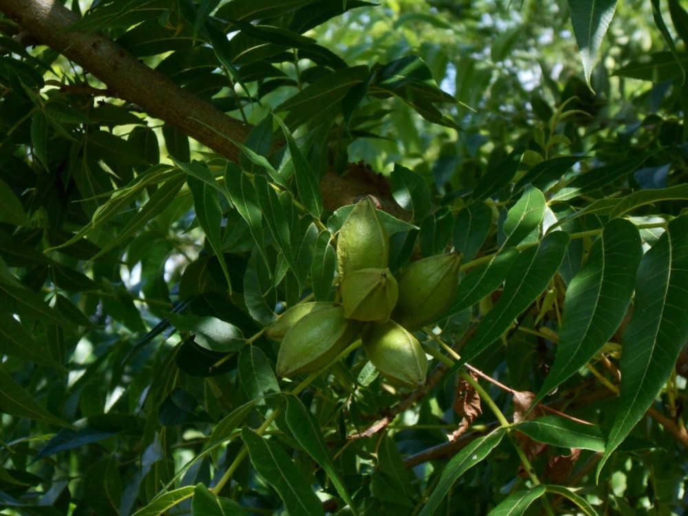 Mixed use farm for sale in Groot Marico - 1RU1726209